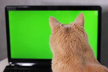A red cat looking at a green laptop screen. The back of cat's head and the green screen.