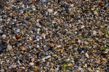 Sea shells on sand. Summer beach background. Top view