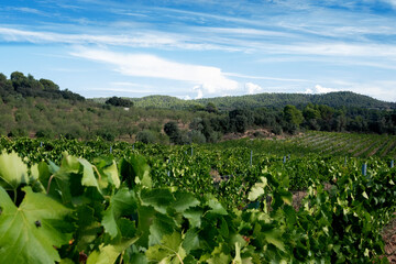 Paisaje de viñas