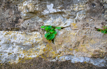 Concrete wall made of old stones with a growing green plant in the center, exterior background texture