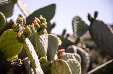 Structure of the prickly pear cactus. Thickets of cacti Opuntia surface texture. Natural background with copy space.