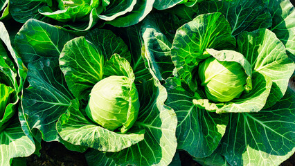 Side view of a freshly growing cabbage field. Ripe harvest on a Farm or Greenhouse. fresh green cabbages heads in the farm.