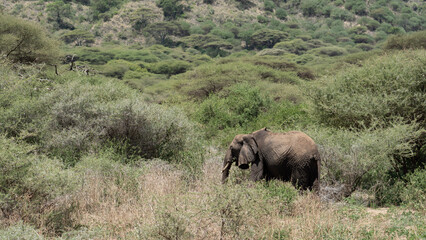 elephants in the wild in Afrika Tanzania Nationalpark