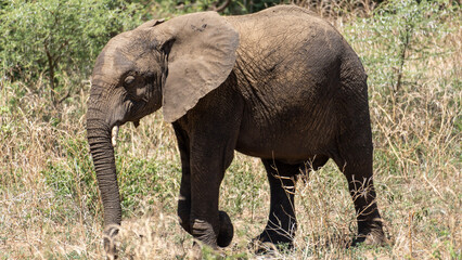 Naklejka na ściany i meble Elephant Elefantenwanderung in Afrika Tanzania Nationalpark