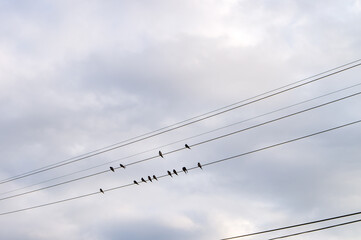 swallows on electric wires against the blue sky