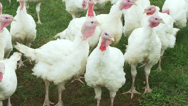 A group of curious white turkeys looking around as they stand close together.