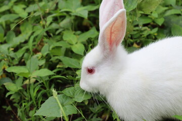 white rabbit eating