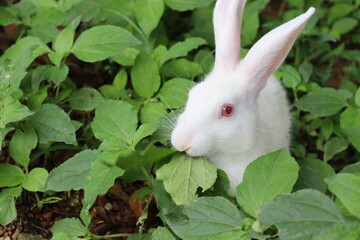 white rabbit eating