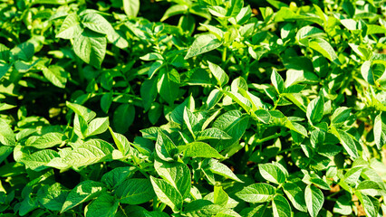 Fototapeta na wymiar Close up of a potato crop. Fresh and organic potato plants field.