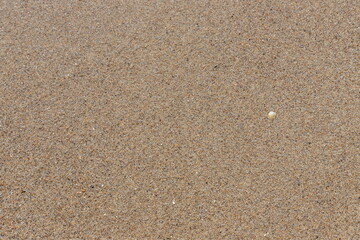 Fototapeta na wymiar Sandy beach background for summer. Sand texture. Macro shot. Copy space