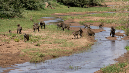 Fototapeta na wymiar herd of baboons wild shower playing with water in lake manyara in Afrika Tanzania Nationalpark