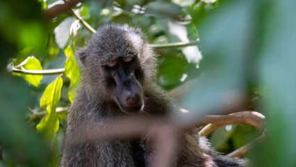 a baboon