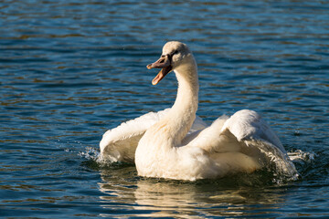 Intensive Morgenwäsche eines Jungschwans