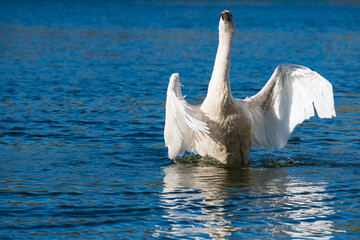 Schwan bittet zum Tanz