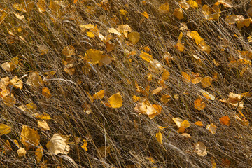 fallen leaves on the grass in autumn