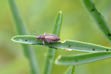Legume lupine sprouts damaged by the insect pests - Sitona griseus.