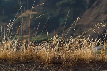 Small plants typical of the Andes, next to the road