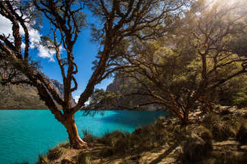 Turquoise waters and trees in the Llanganuco lagoon, in Yungay, Ancash, Peru