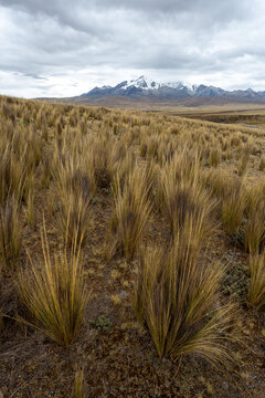 A field of Ichu, the most important natural pasture of the heights in the Andes mountain range