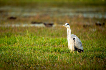 grey heron or Ardea cinerea portrait in natural green scenic background and golden hour sunset light at keoladeo national park or bharatpur bird sanctuary rajasthan india