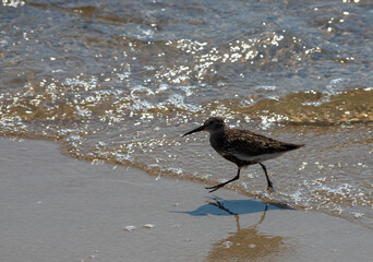 A Dunlin is walking on the beach. Also known as a Red-backed Sandpiper