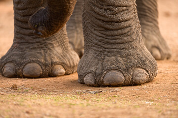 A horizontal close up of a large elephants feet and toe nails, as well as its trunk, Madikwe game reserve, South Africa