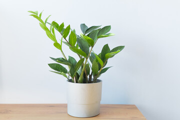 Zamioculcas zamifolia- dollar tree home plant in a gray pot on a table. The decor of the room. The concept of home gardening.