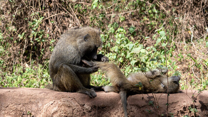 baboon mother and baby