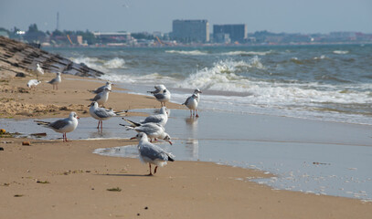 Seagulls on the sand of the sea beach in summer light. Creative natural background: seascape with seagulls