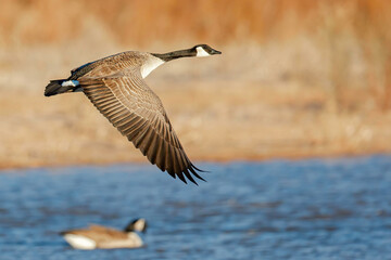 Canada Goose in flight