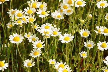 A field of daisies on a sunny day. Daisies are wildflowers. Green grass and chamomile in nature. Background from daisies.