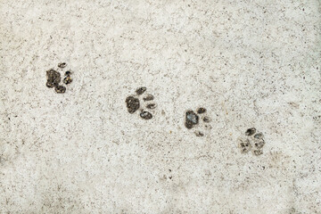 Top view of a concrete slab with cat footprints