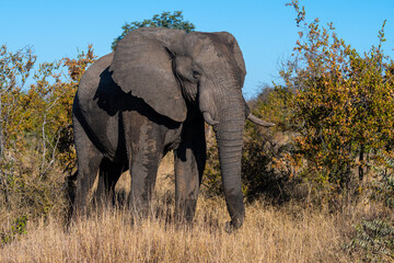 Obraz premium African Elephant (Loxodonta africana) in the Timbavati Reserve, South Africa