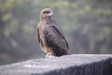 Wildlife photography of Indian Eagle, Bird photography
