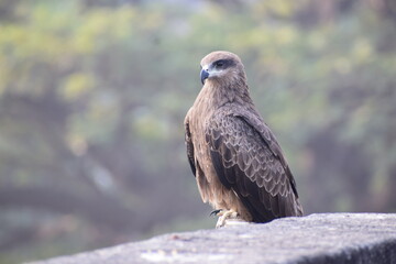 Wildlife photography of Indian Eagle, Bird photography