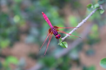 dragon fly 