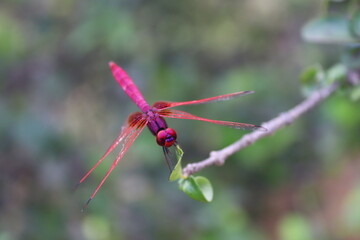 dragon fly 
