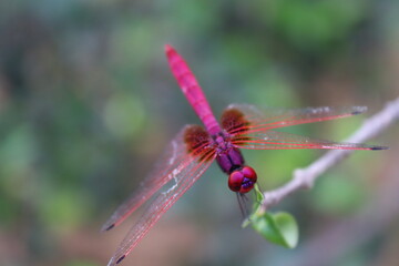 dragon fly 