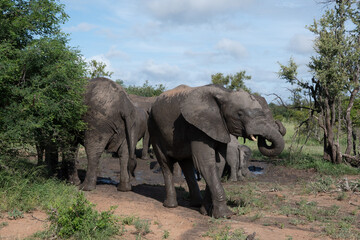 Fototapeta premium A family group of African elephants (Loxodonta africana) in the Timbavati Reserve, South Africa