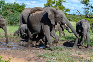 Fototapeta premium A family group of African elephants (Loxodonta africana) in the Timbavati Reserve, South Africa