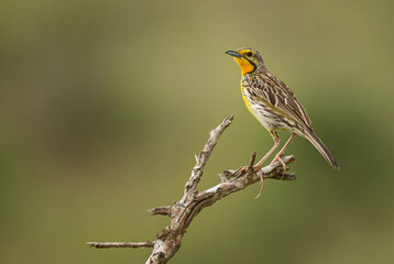 Yellow-throated Longclaw - Macronyx croceus, beautiful colored song bird from African bushes and...