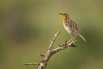 Yellow-throated Longclaw - Macronyx croceus, beautiful colored song bird from African bushes and savannahs, Taita hills, Kenya.