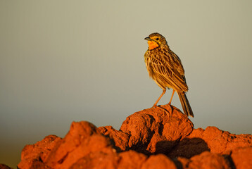 Yellow-throated Longclaw - Macronyx croceus, beautiful colored song bird from African bushes and...