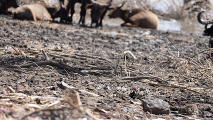 herd of wildbeest buffalo
