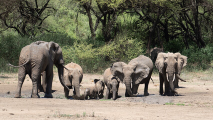Fototapeta na wymiar herd of elephants bath