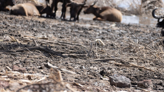 Herd Of Wildbeest Buffalo