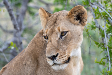 Obraz na płótnie Canvas Portrait of a young lioness (Panthera leo) in the Timbavati Reserve, South Africa