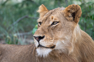 Portrait of a young lioness (Panthera leo) in the Timbavati Reserve, South Africa
