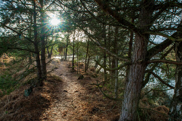 Sun spikes through the trees lighting the forest path