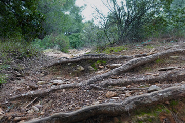hill footpath tree roots